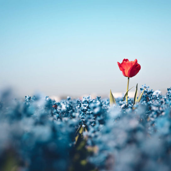 a lone, red flower in a field of blue flowers