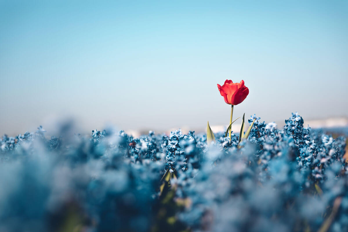 a lone, red flower in a field of blue flowers