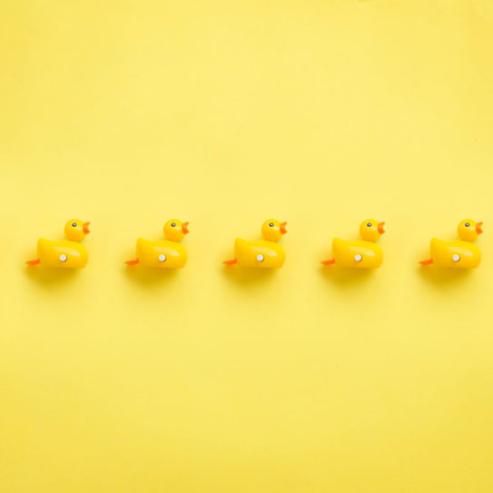 a line of rubber ducklings