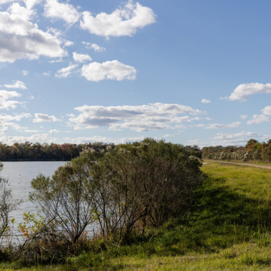 A grassy path follows a calm lakeshore lined with shrubs and trees beneath a blue sky dotted with scattered white clouds.